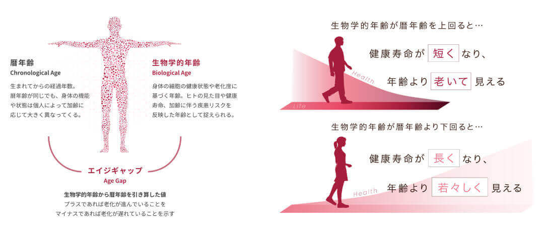 epiclock test(エピクロックテスト)概要